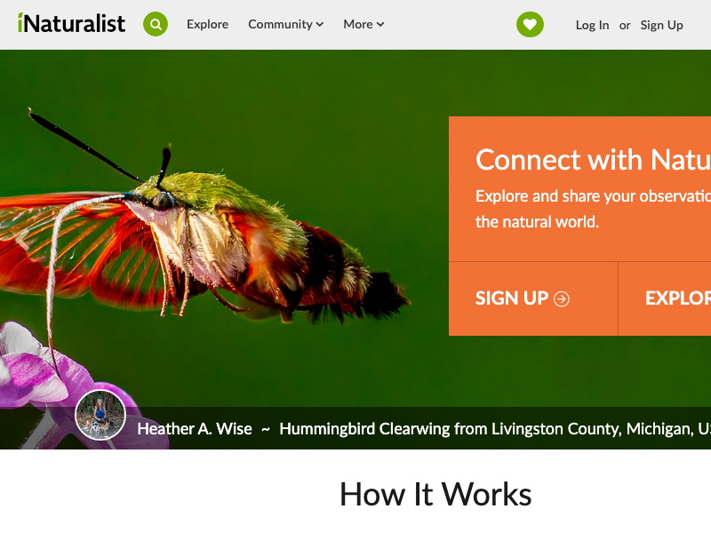 Screenshot of iNaturalist